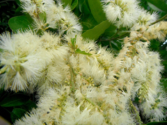 Pithecellobium lanceolatum