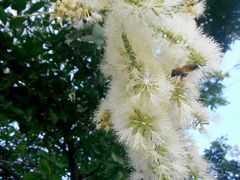 Pithecellobium lanceolatum