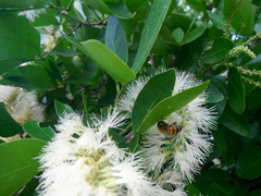 Pithecellobium lanceolatum