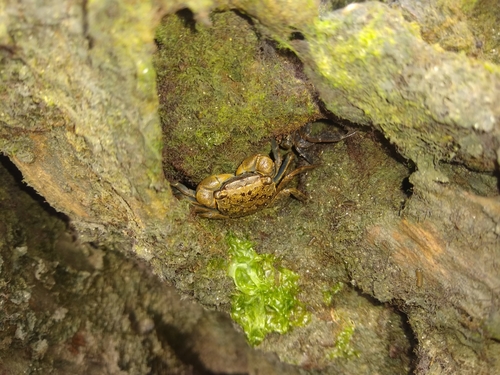 Squareback Marsh Crab, North Carolina, US, photo 7 of 10