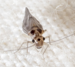 Peripsocus madidus