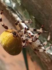 Araneus quadratus