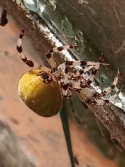 Araneus quadratus