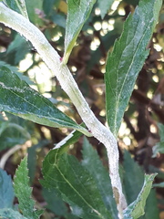 Podosphaera spiraeae