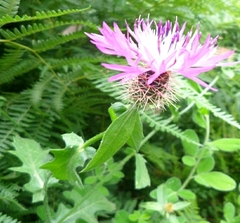 Centaurea sphaerocephala