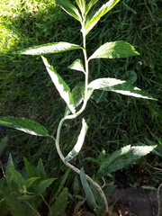 Podosphaera spiraeae