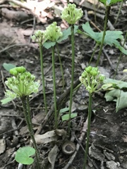 Allium burdickii