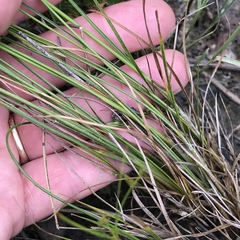 Juncus dudleyi