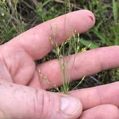 Juncus dudleyi