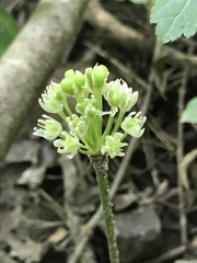 Allium burdickii