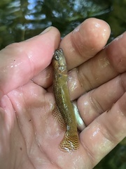 Etheostoma olmstedi