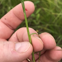 Juncus dudleyi