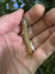 Etheostoma olmstedi