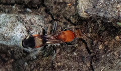Psorthaspis legata