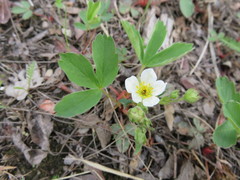 Fragaria virginiana glauca