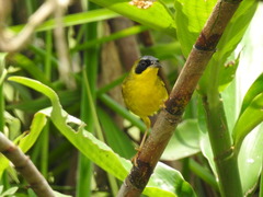 Geothlypis aequinoctialis