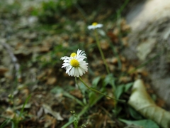 Bellis perennis