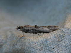Nephopterix angustella
