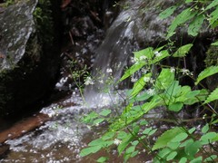 Thalictrum clavatum