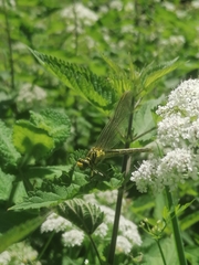 Gomphus
