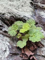 Heuchera parviflora saurensis