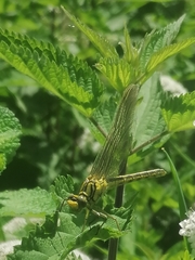 Gomphus