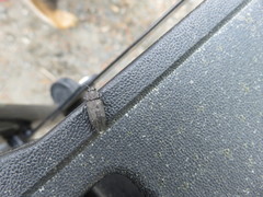 Melanophila acuminata