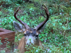 Odocoileus hemionus columbianus