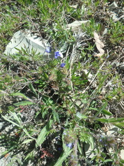 Veronica capsellicarpa