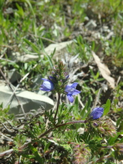 Veronica capsellicarpa