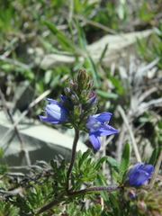 Veronica capsellicarpa