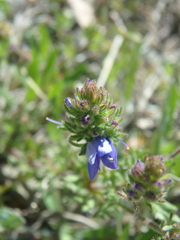 Veronica capsellicarpa