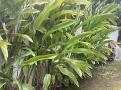 Heliconia rostrata