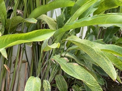 Heliconia rostrata