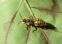 Nomada luteoloides