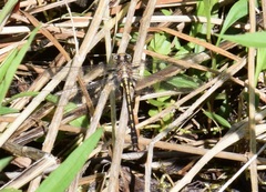 Phanogomphus borealis