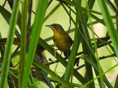 Geothlypis aequinoctialis
