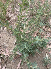 Atriplex suberecta