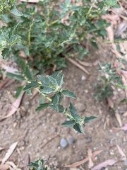 Atriplex suberecta