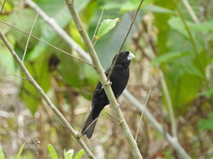 Sporophila crassirostris