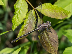 Phanogomphus exilis