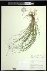 Carex echinata echinata