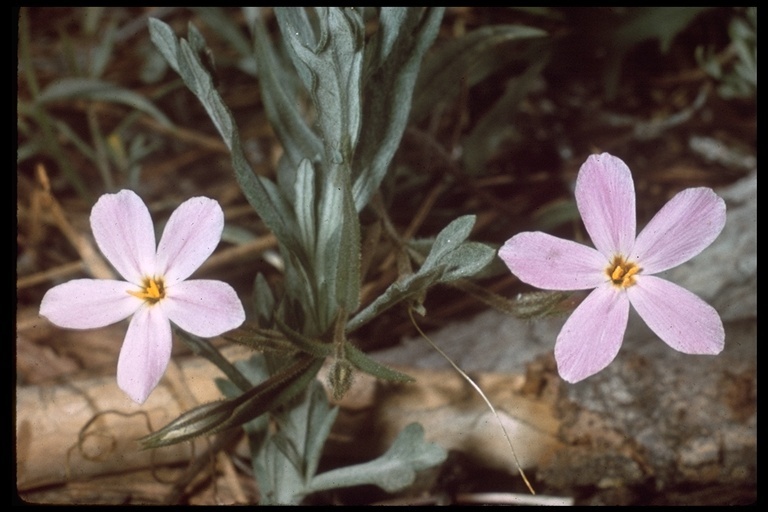 Phlox dolichantha