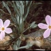 Phlox dolichantha - Photo (c) 1999 California Academy of Sciences,  זכויות יוצרים חלקיות (CC BY-NC-SA)