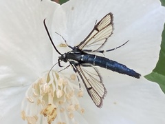 Synanthedon pictipes