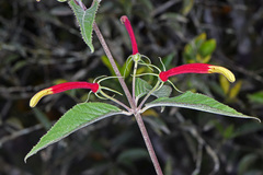 Siphocampylus orbignianus