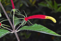 Siphocampylus orbignianus