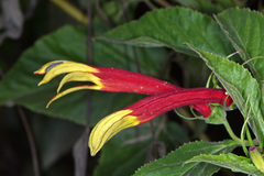 Siphocampylus orbignianus