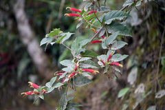 Siphocampylus orbignianus