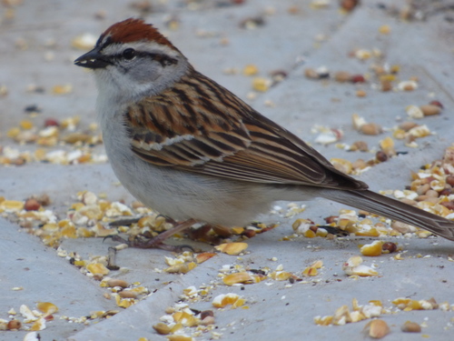 Chipping Sparrow, photo 9 of 10